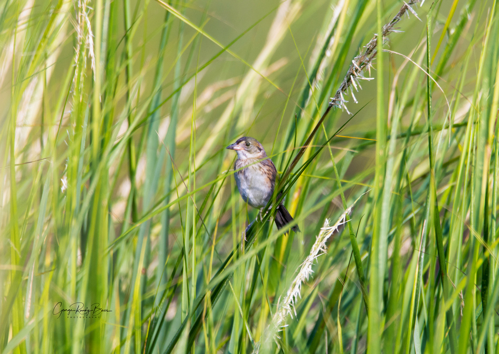 Backmans Sparrow on Zekes Island Reserve