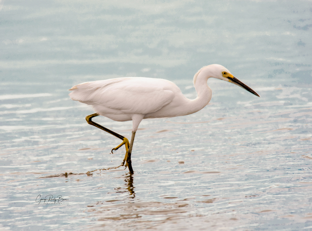 White Egret on Zekes Island Reserve